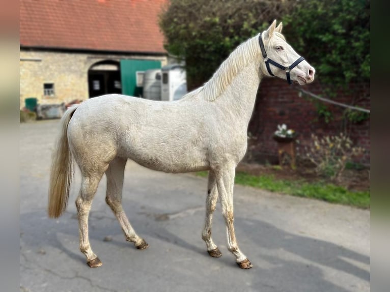German Riding Pony Mare 3 years 14,1 hh Cremello in Schöppingen