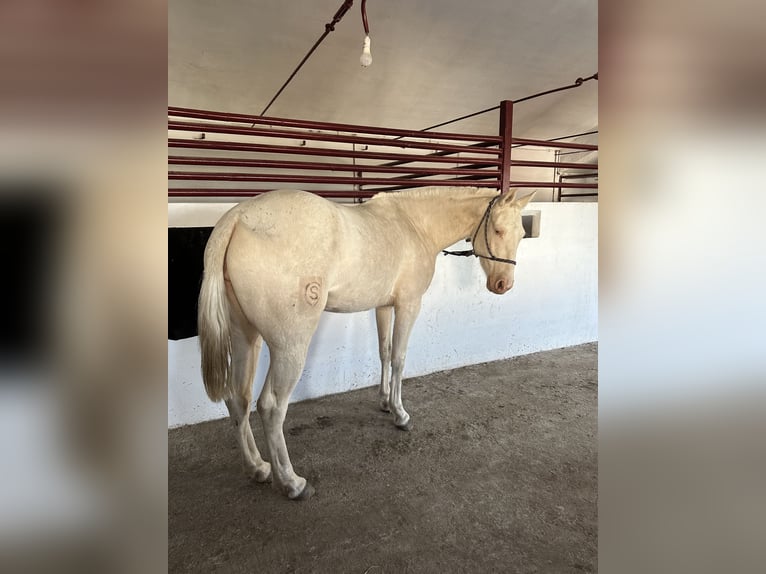 German Riding Pony Mare 3 years 14,1 hh Cremello in Las Rozas De Madrid