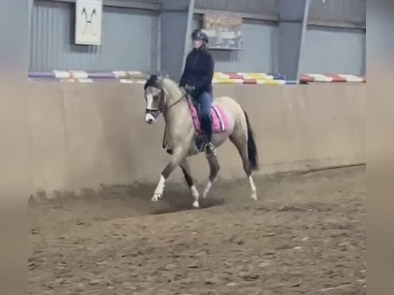 German Riding Pony Mare 3 years 14,1 hh Dun in Achim