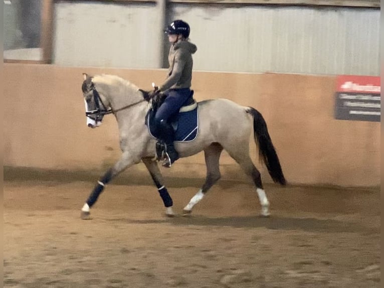 German Riding Pony Mare 3 years 14,1 hh Dun in Achim