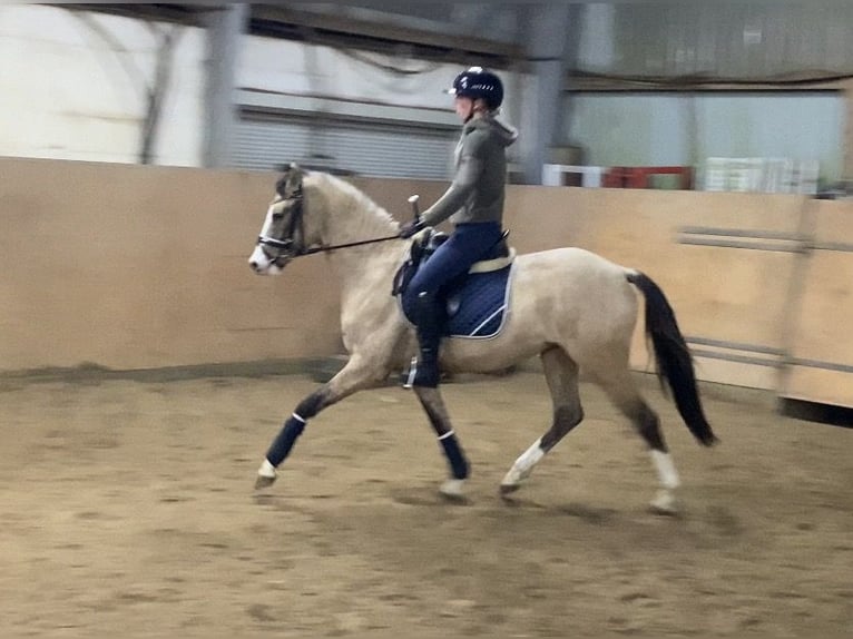 German Riding Pony Mare 3 years 14,1 hh Dun in Achim