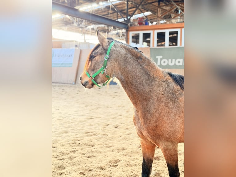 German Riding Pony Mare 3 years 14.1 hh Dun in Wegeleben