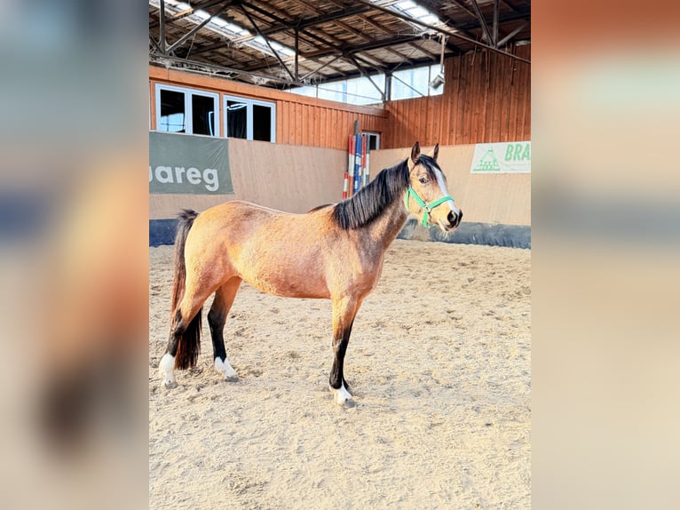 German Riding Pony Mare 3 years 14.1 hh Dun in Wegeleben