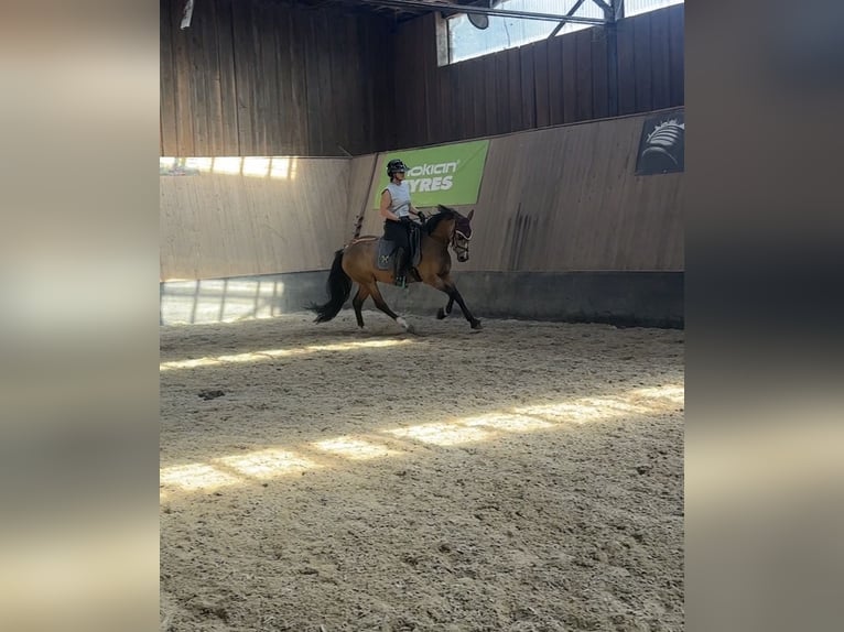 German Riding Pony Mare 3 years 14.1 hh Dun in Wegeleben