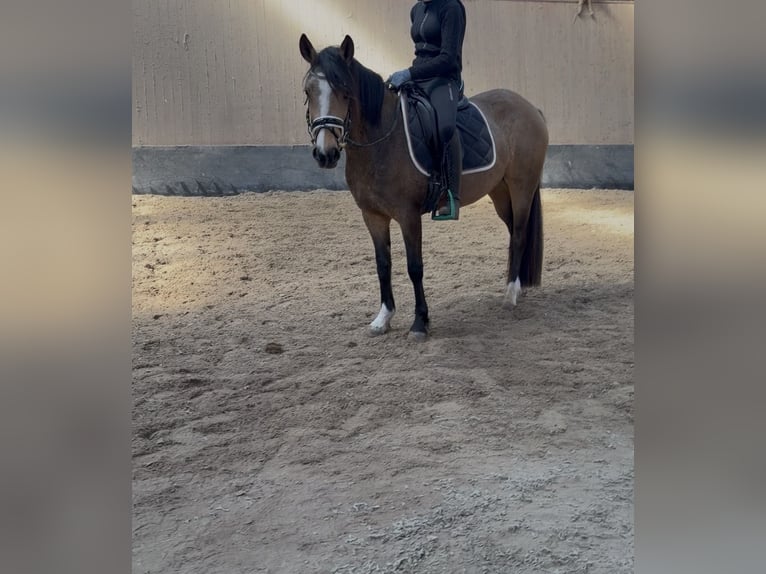 German Riding Pony Mare 3 years 14.1 hh Dun in Wegeleben