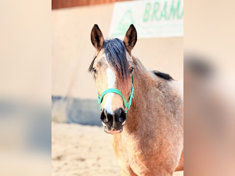 German Riding Pony Mare 3 years 14.1 hh Dun in Wegeleben