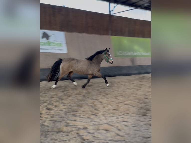 German Riding Pony Mare 3 years 14.1 hh Dun in Wegeleben