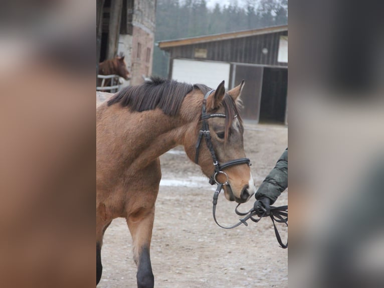 German Riding Pony Mare 3 years 14,1 hh Dun in Buchen (Odenwald)