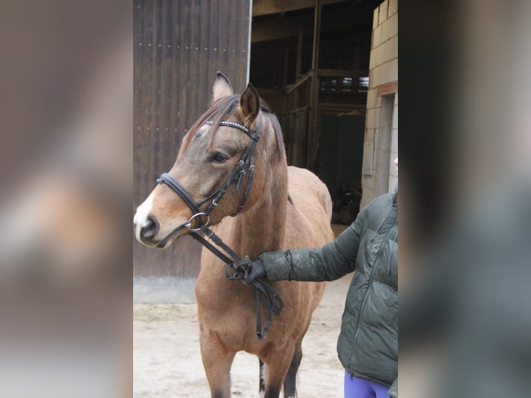 German Riding Pony Mare 3 years 14,1 hh Dun in Buchen (Odenwald)