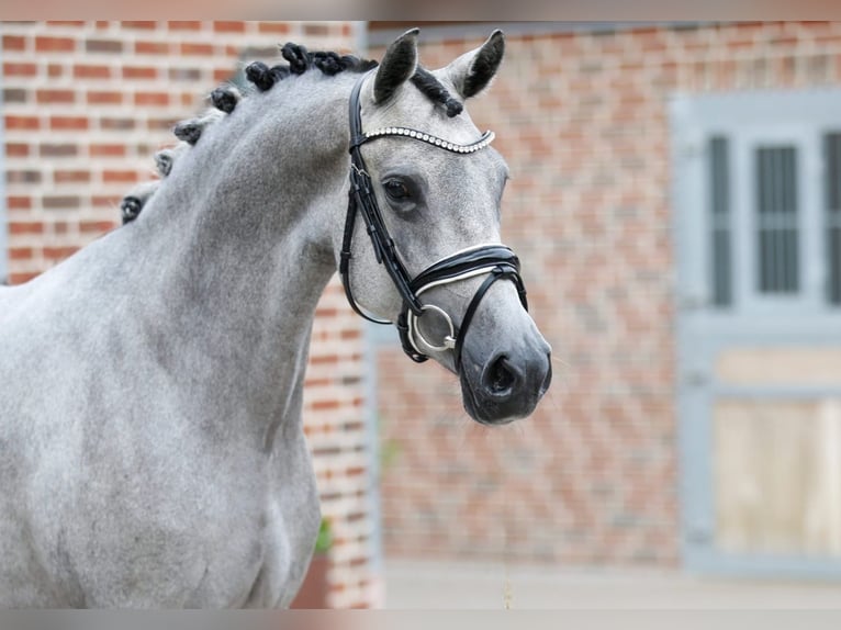 German Riding Pony Mare 3 years 14.1 hh Grey in Bramsche