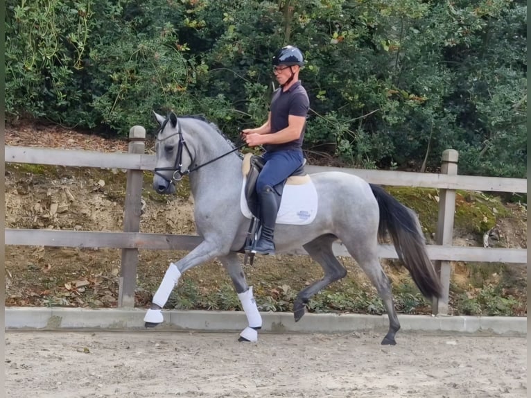 German Riding Pony Mare 3 years 14.1 hh Grey in Bramsche