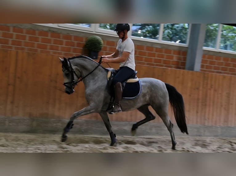 German Riding Pony Mare 3 years 14.1 hh Grey in Bramsche