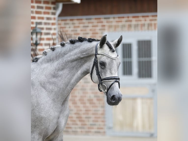 German Riding Pony Mare 3 years 14.1 hh Grey in Bramsche