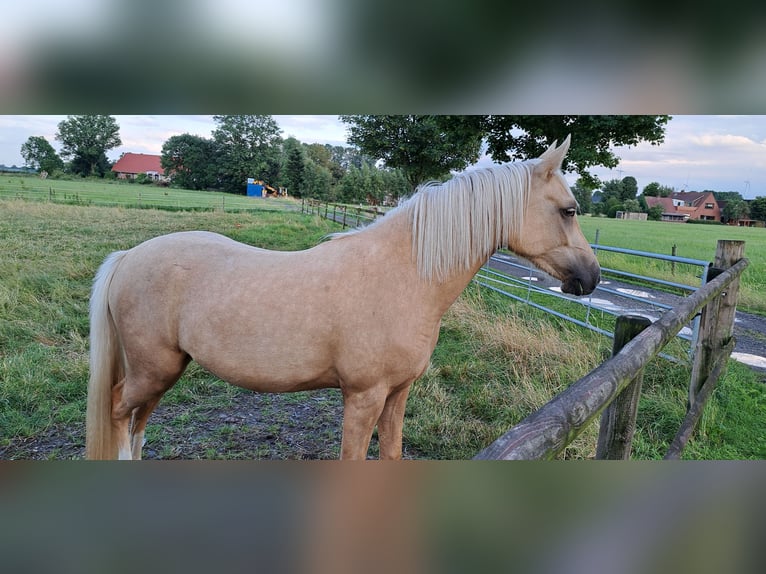 German Riding Pony Mare 3 years 14,1 hh Palomino in Dötlingen
