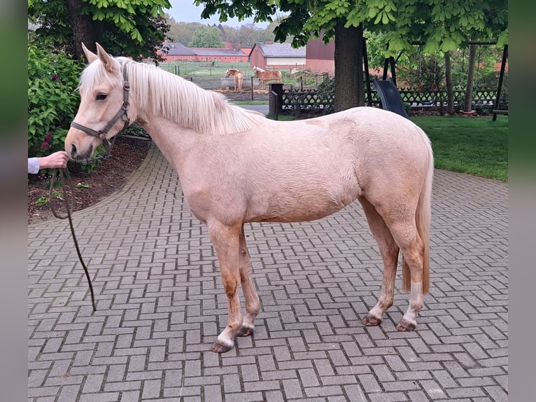 German Riding Pony Mare 3 years 14,1 hh Palomino in Dötlingen
