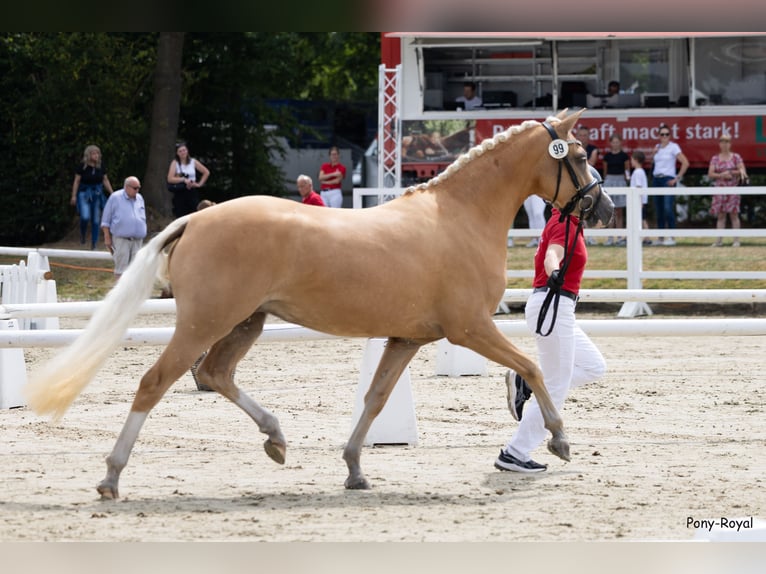 German Riding Pony Mare 3 years 14.1 hh Palomino in Oelde