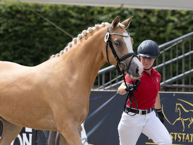 German Riding Pony Mare 3 years 14.1 hh Palomino in Oelde