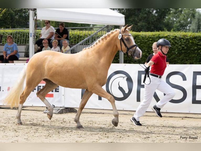 German Riding Pony Mare 3 years 14.1 hh Palomino in Oelde