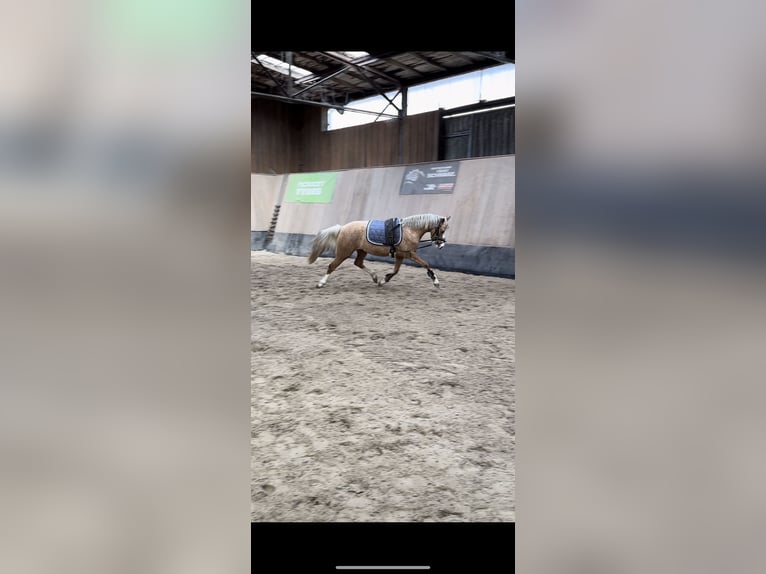 German Riding Pony Mare 3 years 14,1 hh Palomino in WegelebenWegeleben