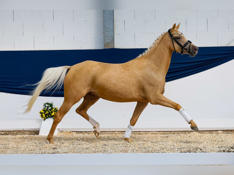 German Riding Pony Mare 3 years 14,1 hh Palomino in Marsberg