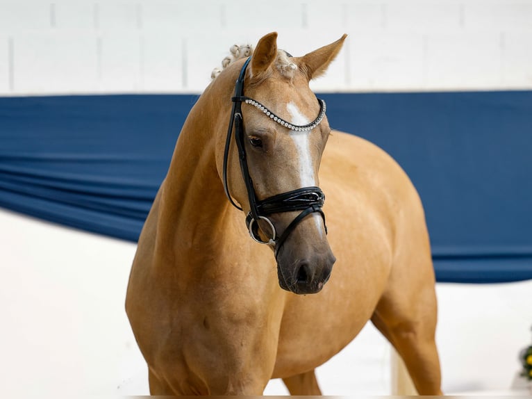 German Riding Pony Mare 3 years 14,1 hh Palomino in Marsberg