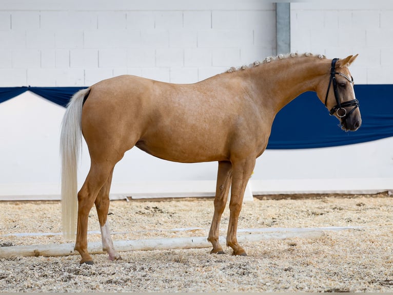 German Riding Pony Mare 3 years 14,1 hh Palomino in Marsberg