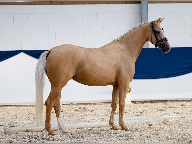 German Riding Pony Mare 3 years 14,1 hh Palomino in Marsberg