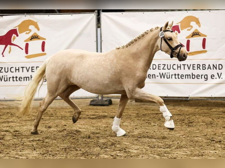 German Riding Pony Mare 3 years 14.1 hh Palomino in Salach