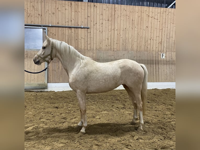 German Riding Pony Mare 3 years 14,1 hh Palomino in Verl