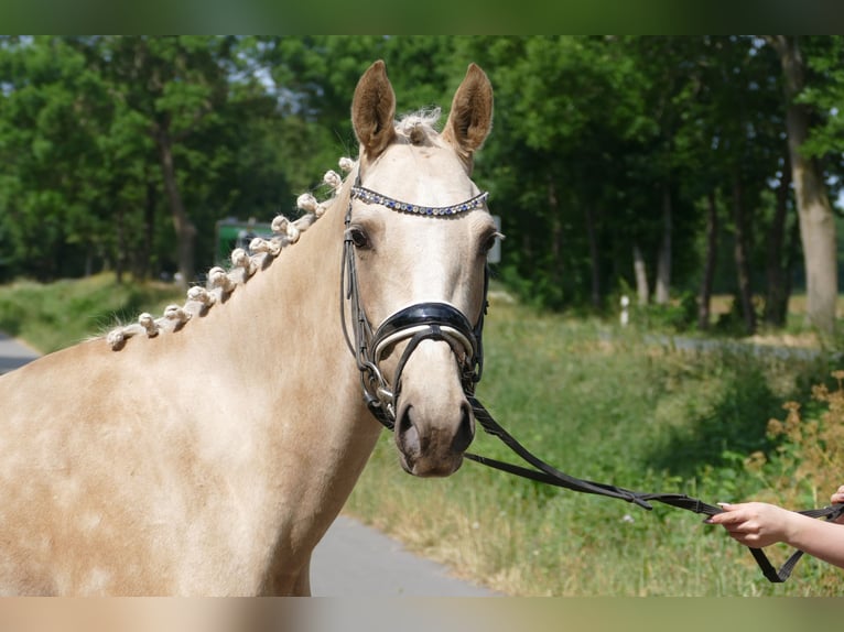 German Riding Pony Mare 3 years 14,1 hh Palomino in Rhede