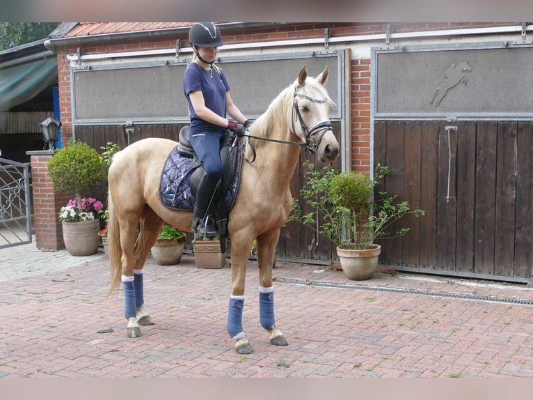 German Riding Pony Mare 3 years 14,1 hh Palomino in Rhede