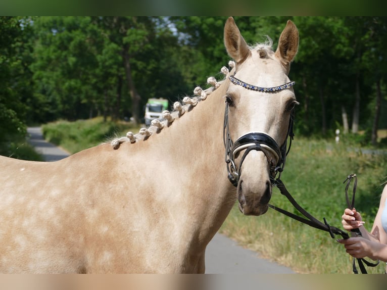 German Riding Pony Mare 3 years 14,1 hh Palomino in Rhede