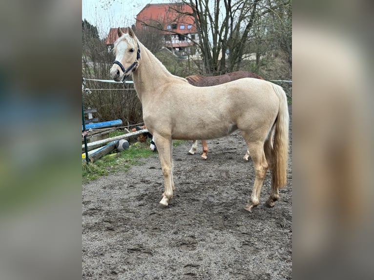 German Riding Pony Mare 3 years 14,1 hh Palomino in Aichtal