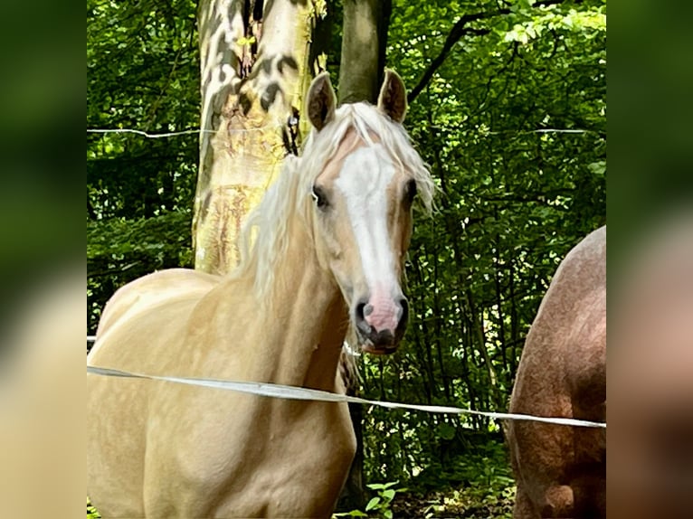 German Riding Pony Mare 3 years 14,1 hh Palomino in Aichtal