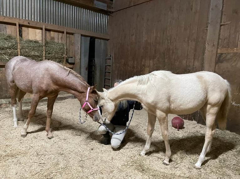 German Riding Pony Mare 3 years 14,1 hh Palomino in Aichtal