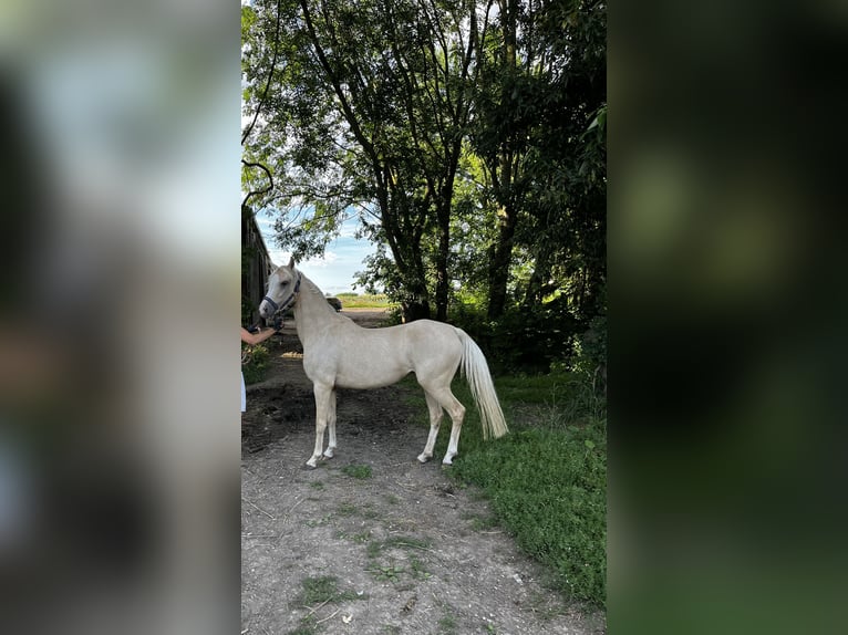 German Riding Pony Mare 3 years 14,1 hh Palomino in Aichtal