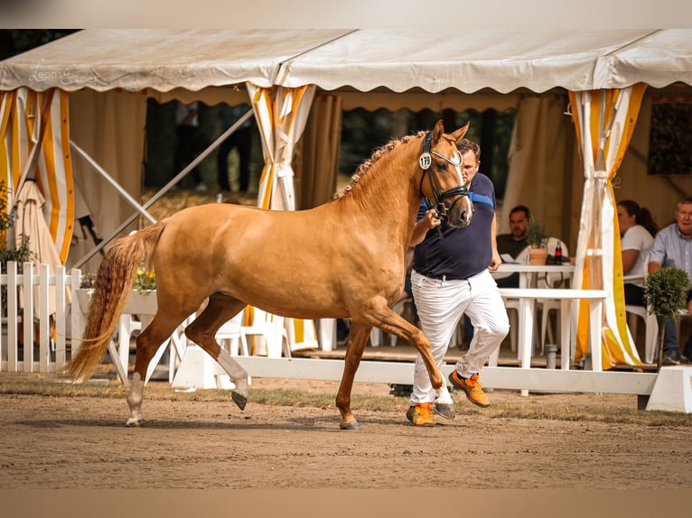 German Riding Pony Mare 3 years 14,1 hh Red Dun in Bedburg