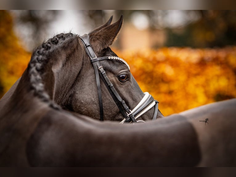 German Riding Pony Mare 3 years 14,1 hh Smoky-Black in Essen (Oldenburg)