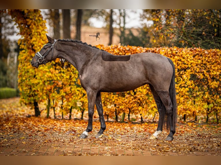 German Riding Pony Mare 3 years 14,1 hh Smoky-Black in Essen (Oldenburg)