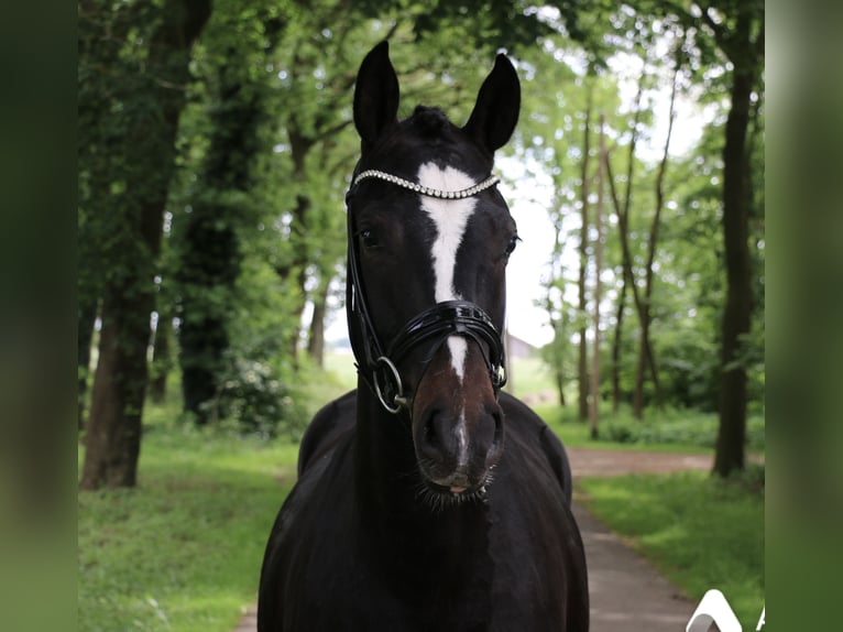 German Riding Pony Mare 3 years 14,2 hh Bay-Dark in Recke, bei Osnabrück