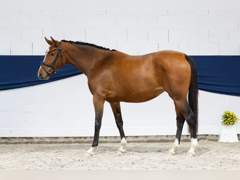 German Riding Pony Mare 3 years 14.2 hh Brown in Marsberg