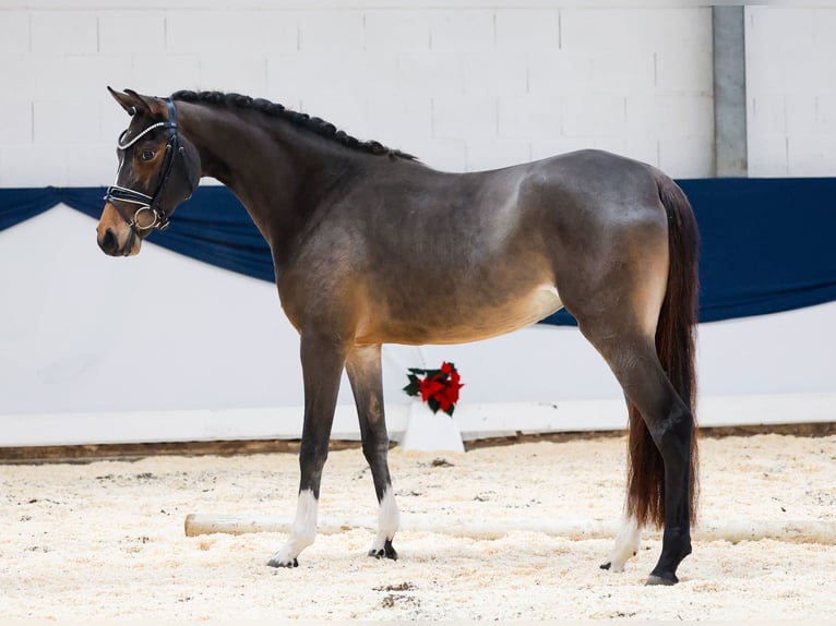 German Riding Pony Mare 3 years 14,2 hh Brown in Marsberg