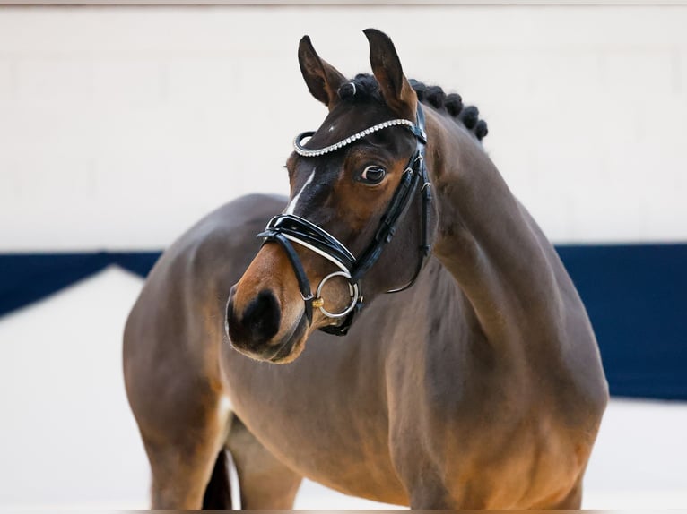 German Riding Pony Mare 3 years 14,2 hh Brown in Marsberg