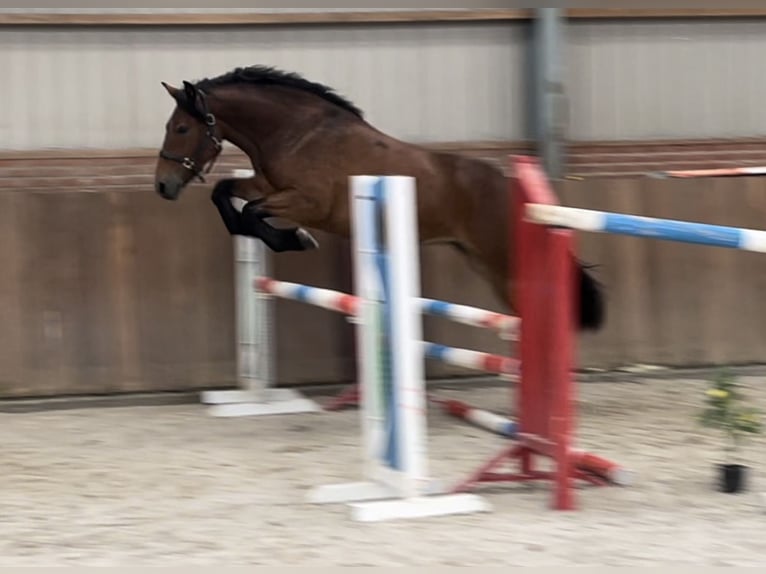 German Riding Pony Mix Mare 3 years 14,2 hh Brown in Zieuwent