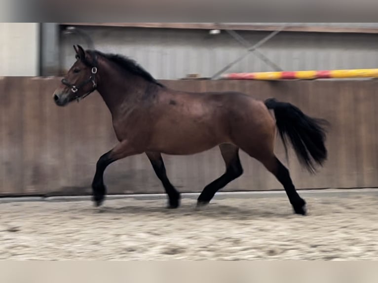 German Riding Pony Mix Mare 3 years 14,2 hh Brown in Zieuwent