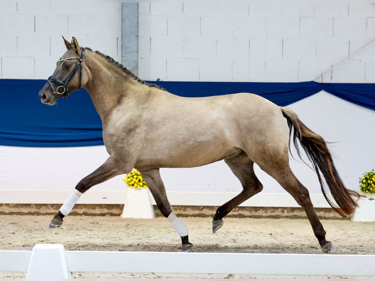 German Riding Pony Mare 3 years 14.2 hh Buckskin in Marsberg