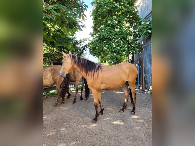 German Riding Pony Mare 3 years 14,2 hh Buckskin in Wasserburg am Inn