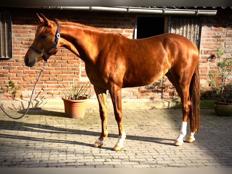 German Riding Pony Mare 3 years 14.2 hh Chestnut in Dinklage