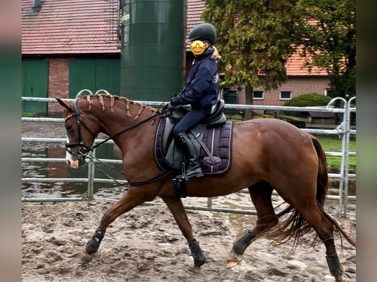 German Riding Pony Mare 3 years 14,2 hh Chestnut in Ankum