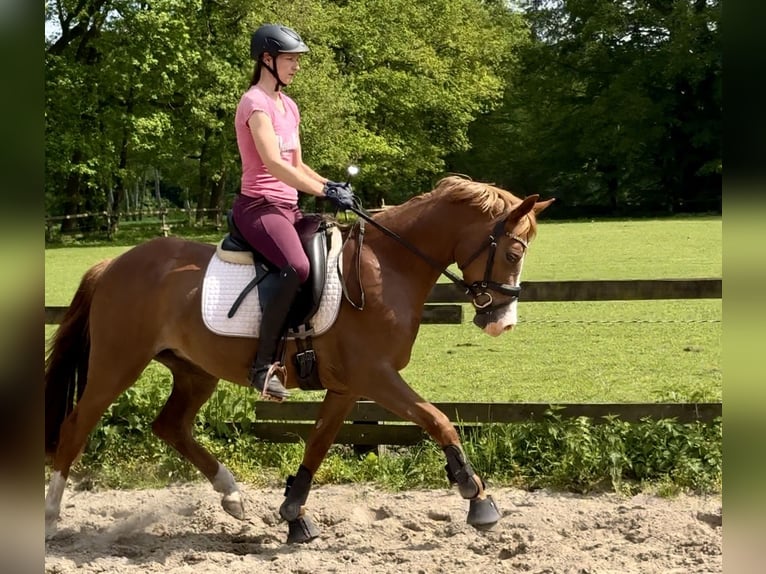 German Riding Pony Mare 3 years 14,2 hh Chestnut in Ankum